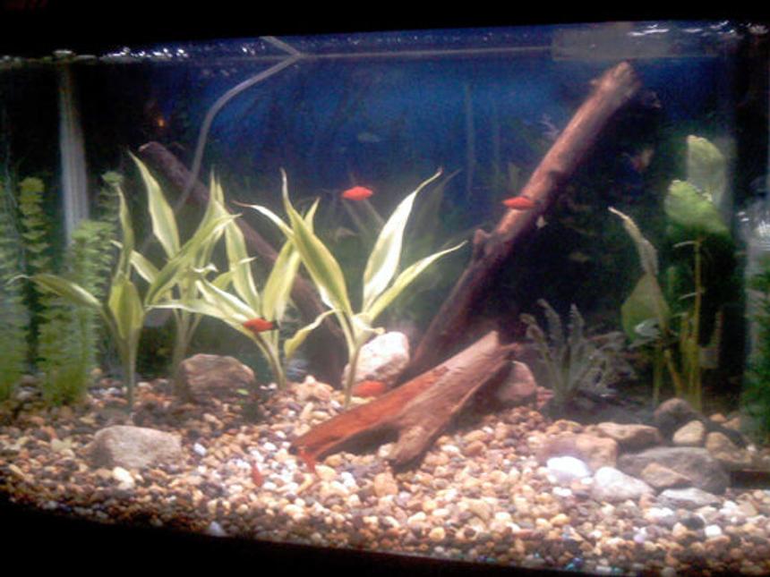 Rated #269: 29 Gallons Planted Tank - Standard 29 Long