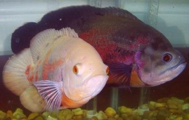freshwater fish - astronotus ocellatus - albino oscar stocking in 75 gallons tank - Tiger Oscar & Albino Oscar