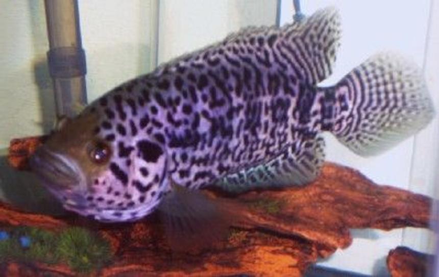 Rated #875: Freshwater Fish - Parachromis Managuensis - Jaguar Cichlid Stocking In 75 Gallons Tank - Jaguar cichlid. The most AGGRESSIVE fish I have! He attacks me, the dog and kids through his tank. Coolest fish ever! 11 inches