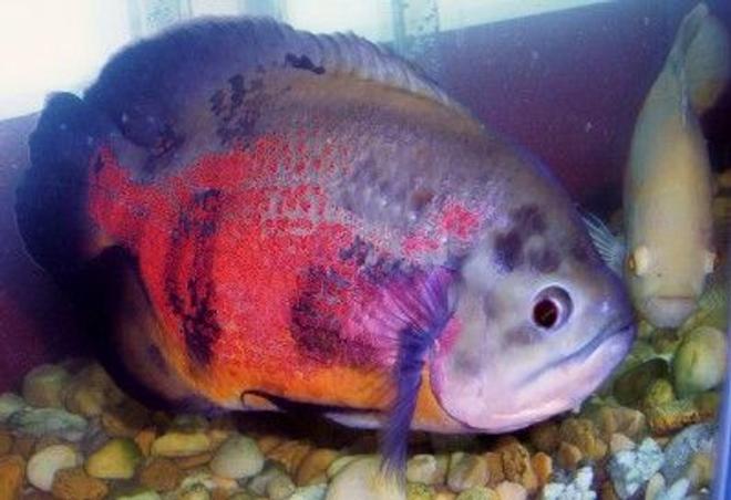 freshwater fish - astronotus ocellatus - tiger oscar stocking in 75 gallons tank - Tiger Oscar, I have had her for 5 years. 13 inches.
