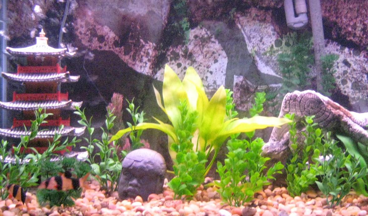 50 gallons freshwater fish tank (mostly fish and non-living decorations) - fun