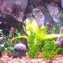 50 gallons freshwater fish tank (mostly fish and non-living decorations) - fun