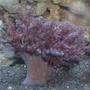 corals inverts - capnella sp. - taro tree coral stocking in 65 gallons tank - kenya tree