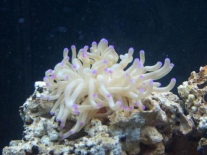 corals inverts - condylactis gigantea - condy anemone stocking in 65 gallons tank - purple tip haitian anamone