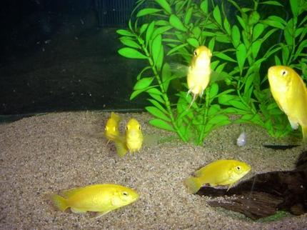 freshwater fish - labidochromis caeruleus - electric yellow cichlid stocking in 55 gallons tank - My Cichlids