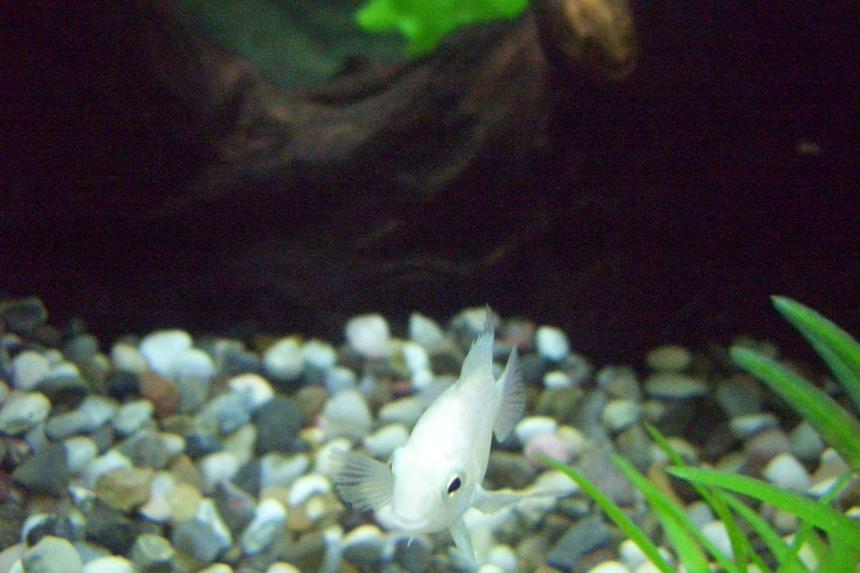 Rated #817: Freshwater Fish - Archocentrus Nigrofasciatus - Platinum Convict Cichlid Stocking In 29 Gallons Tank - A platinum convict named Momi