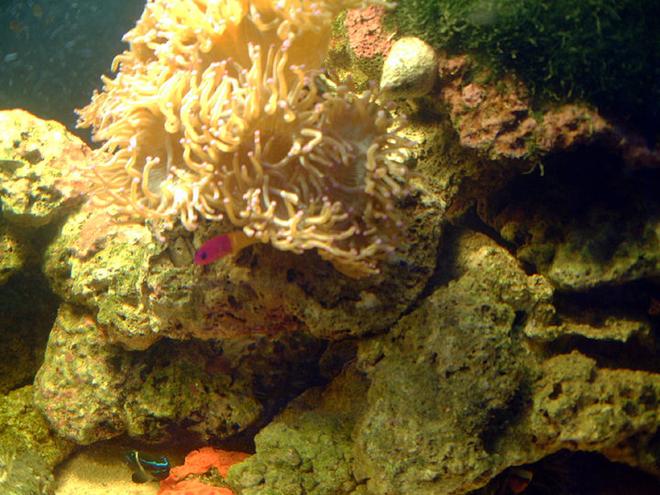 saltwater fish - pictichromis paccagnellae - bicolor dottyback stocking in 75 gallons tank - one corner of tank