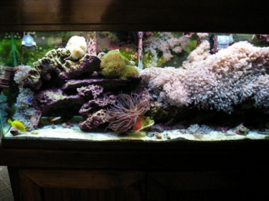 Rated #164: 55 Gallons Reef Tank - my 55 reef