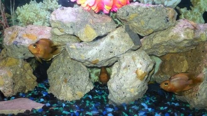 freshwater fish - heros severus x amphilophus citrinellum - blood parrot stocking in 50 gallons tank - ..these are 3 out of the 4 blood parrots.   these are the babies of the crew..