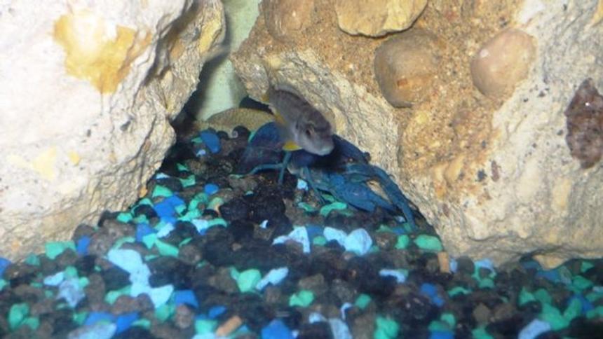 Rated #2102: Freshwater Fish - Pseudotropheus Acei - Acei Cichlid Stocking In 50 Gallons Tank - ..here is one of the aceis and the electric blue lobster..