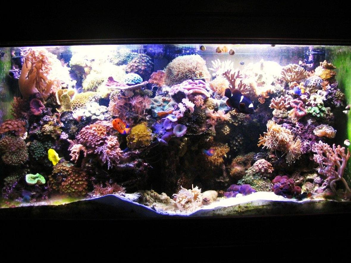 90 gallons reef tank (mostly live coral and fish) - New aquascaping, full tank