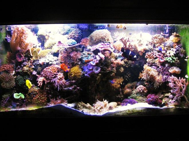 90 gallons reef tank (mostly live coral and fish) - New aquascaping, full tank