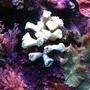 fish tank picture - corals