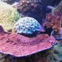 fish tank picture - corals