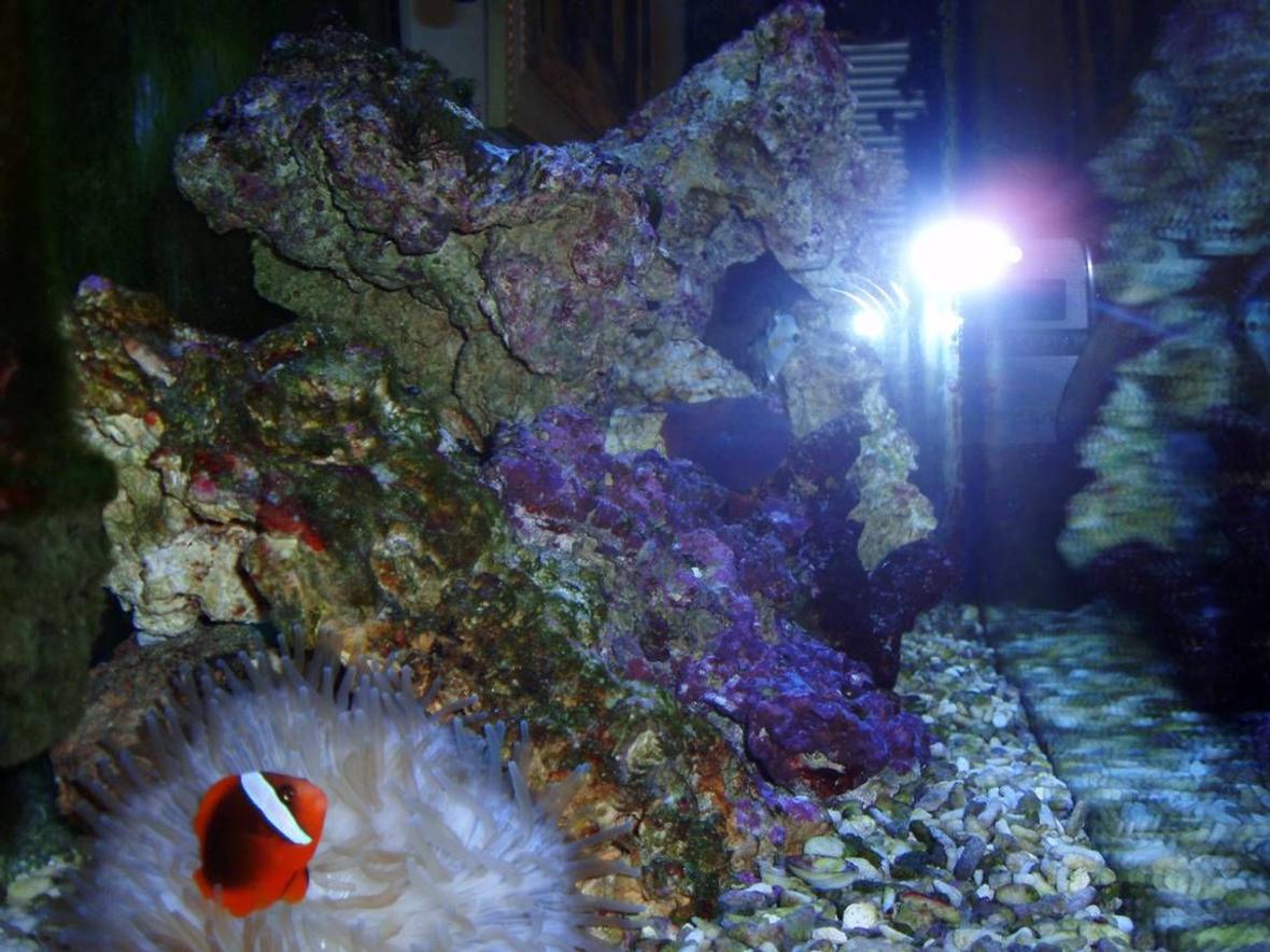 corals inverts stocking in 39 gallons tank - Clown N Annemine