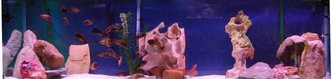 125 gallons freshwater fish tank (mostly fish and non-living decorations) - Tropheus Nkonde colony