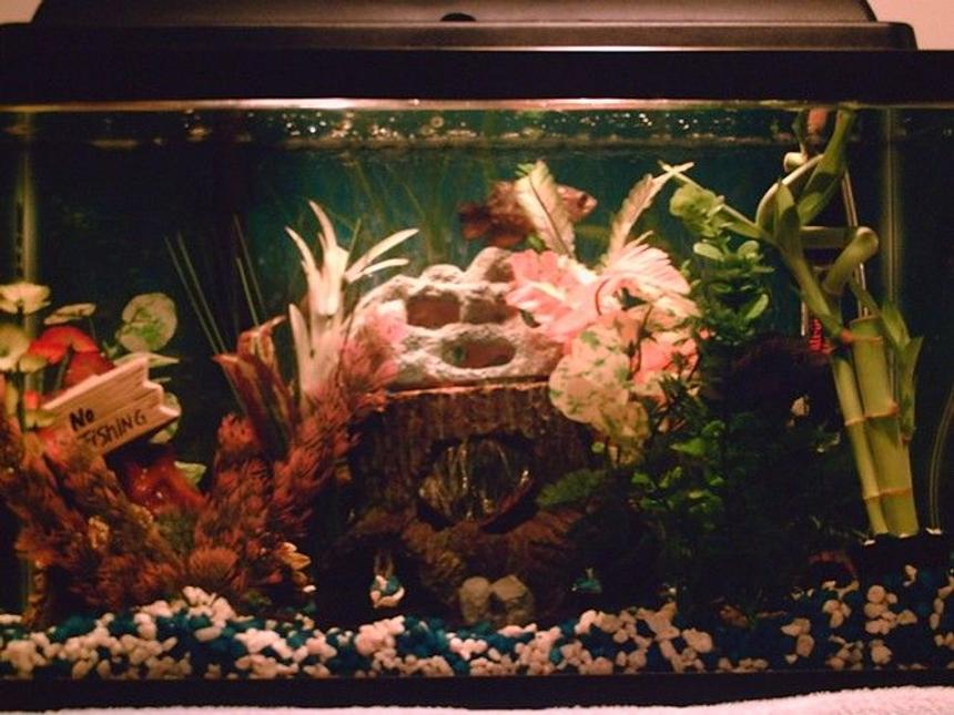 Rated #4037: 10 Gallons Freshwater Fish Tank - MY TANK