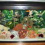 40 gallons freshwater fish tank (mostly fish and non-living decorations) - 40 Gallon African Cichlids