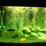 57 gallons freshwater fish tank (mostly fish and non-living decorations) - my oscar enjoying his new bubble wall and backdrop