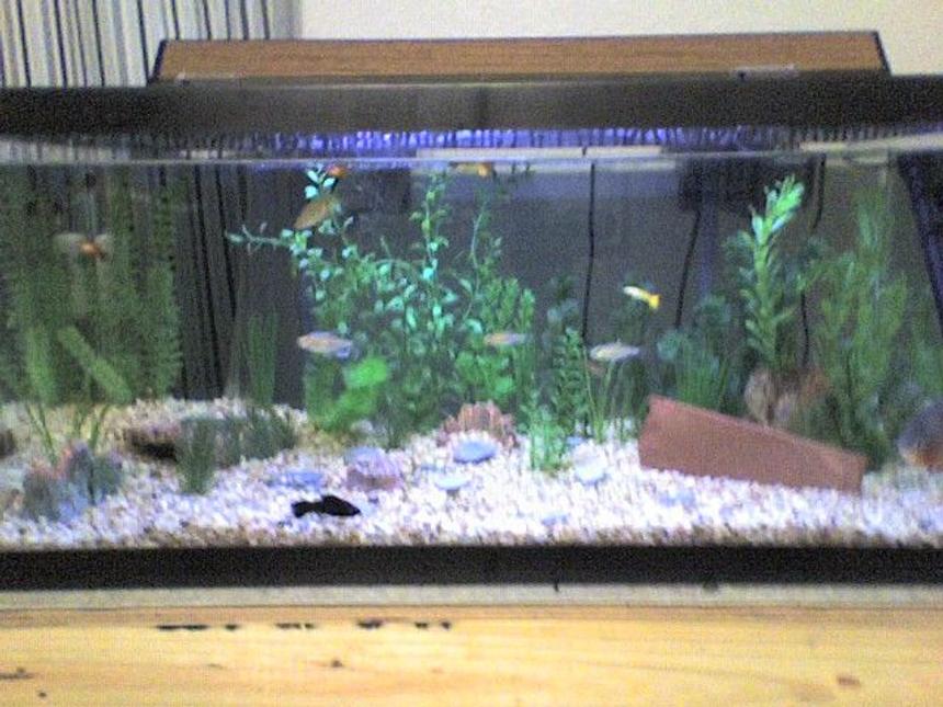 Rated #3553: 40 Gallons Freshwater Fish Tank - My 40 gl