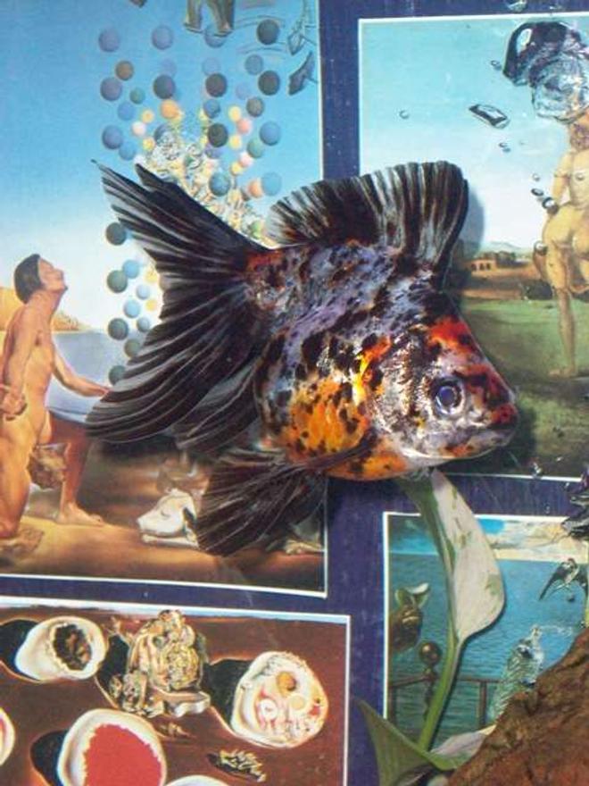 freshwater fish - carassius auratus - calico ryukin goldfish stocking in 55 gallons tank - Cowaco one of my fantails, by far the biggest.. but by far the biggest LOVE too. She models for me when I take pictures!!!  She absolutely adores people, swimming right up to the tank when anyone is near.. But watch out shes got a far range of spitting water!!! :o)