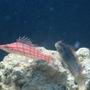saltwater fish - oxycirrhites typus - longnose hawkfish stocking in 65 gallons tank - algae blenny and longnose hawkfish hanging out