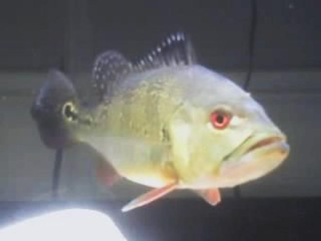 freshwater fish - cichlia ocellaris - peacock bass stocking in 75 gallons tank - Peacock Bass