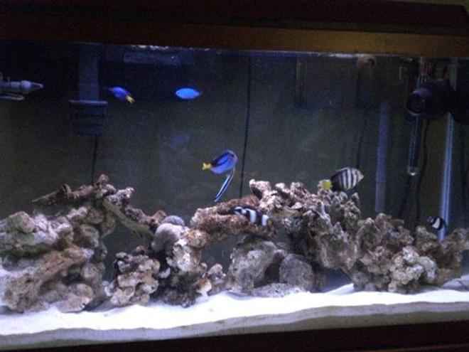 38 gallons saltwater fish tank (mostly fish, little/no live coral) - Saltwater Tank
