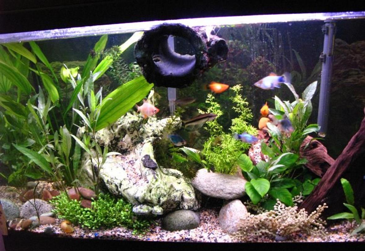 33 gallons planted tank (mostly live plants and fish) - Couple months ago
