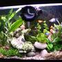 33 gallons planted tank (mostly live plants and fish) - Couple months ago