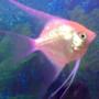 freshwater fish - pterophyllum sp. - gold veil angel stocking in 33 gallons tank - My ANGEL :)