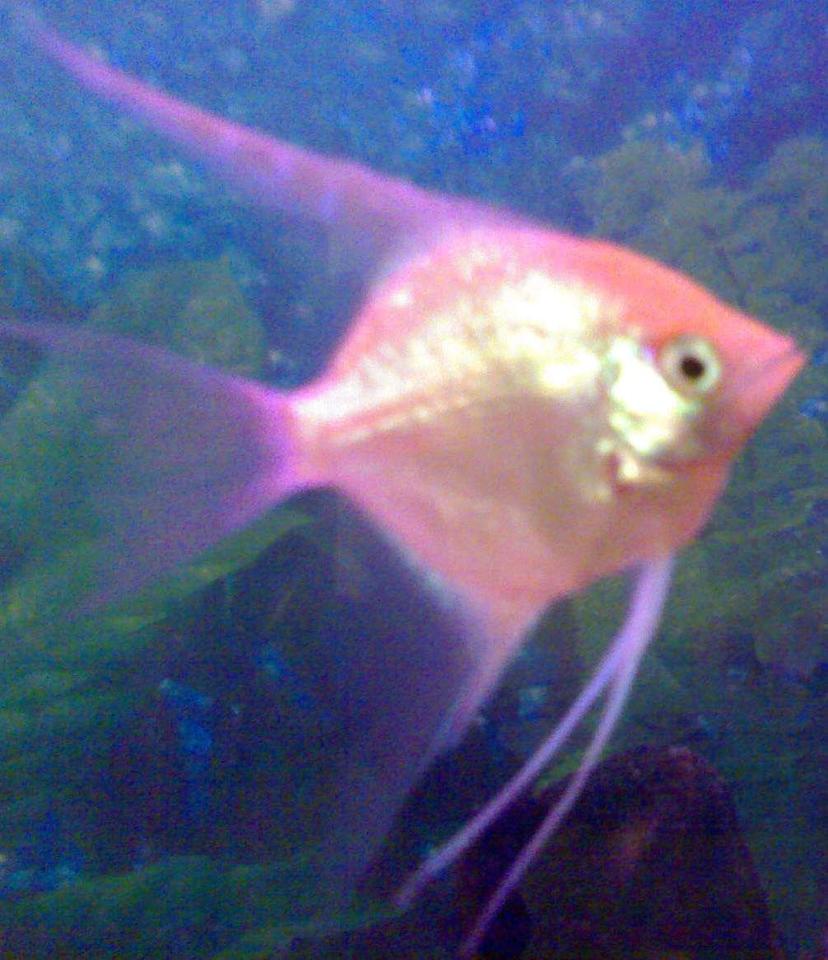 Rated #2148: Freshwater Fish - Pterophyllum Sp. - Gold Veil Angel Stocking In 33 Gallons Tank - My ANGEL :)