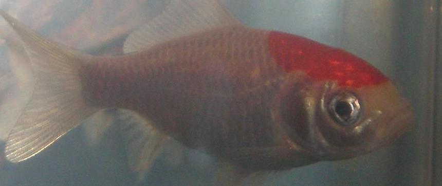 Rated #236: Freshwater Fish - Carassius Auratus - Fantail Goldfish Stocking In 10 Gallons Tank - This is my common Goldfish Dartez.