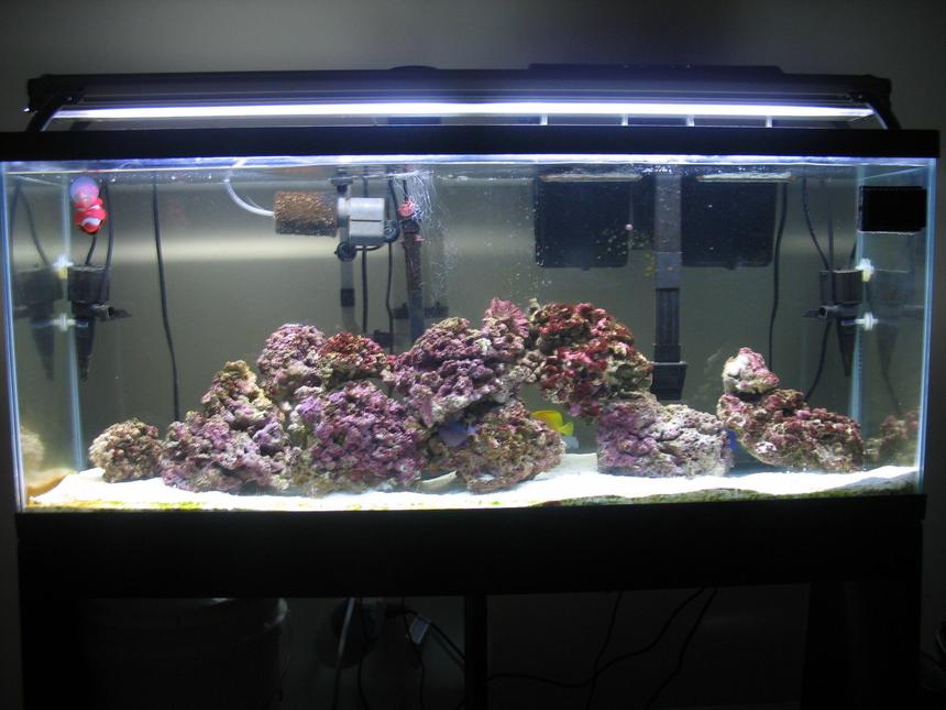 Rated #28: 55 Gallons Saltwater Fish Tank - 55 Gallon Saltwater Tank