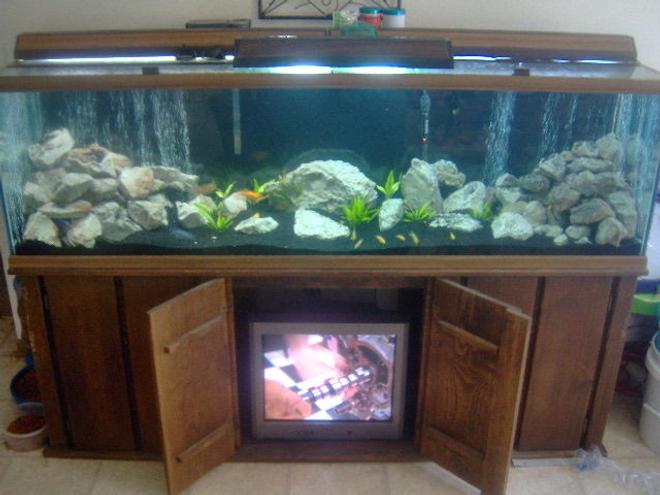 125 gallons freshwater fish tank (mostly fish and non-living decorations) - Malawi Tank