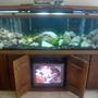 125 gallons freshwater fish tank (mostly fish and non-living decorations) - Malawi Tank