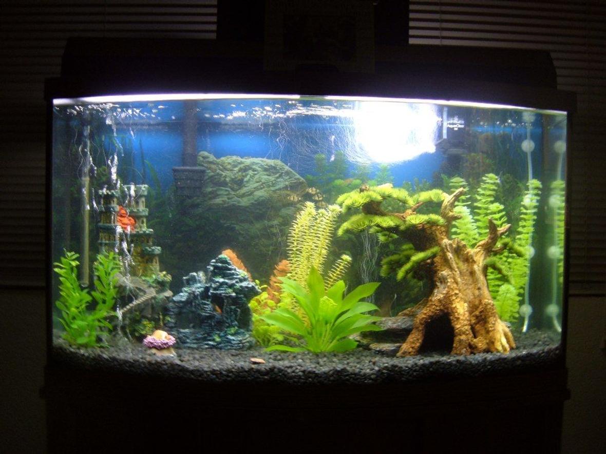 44 gallons freshwater fish tank (mostly fish and non-living decorations) - 6 Tiger Barbs, 5 Zebra Danios, 2 Red Platies, 1 Topsail Platy, 2 Black Sailfin Mollies, 1 Plecostamus & 2 Golden Mystery Snails
