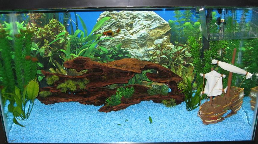 Rated #3015: 29 Gallons Freshwater Fish Tank - 29gal,Just started this tank about 2 month ago; it just finished cycling so I'm starting to add more fish; at the moment I have 2 platies, 2 plecos, platy fry; a couple of live plants (amazon sword, java fern) and some plastics