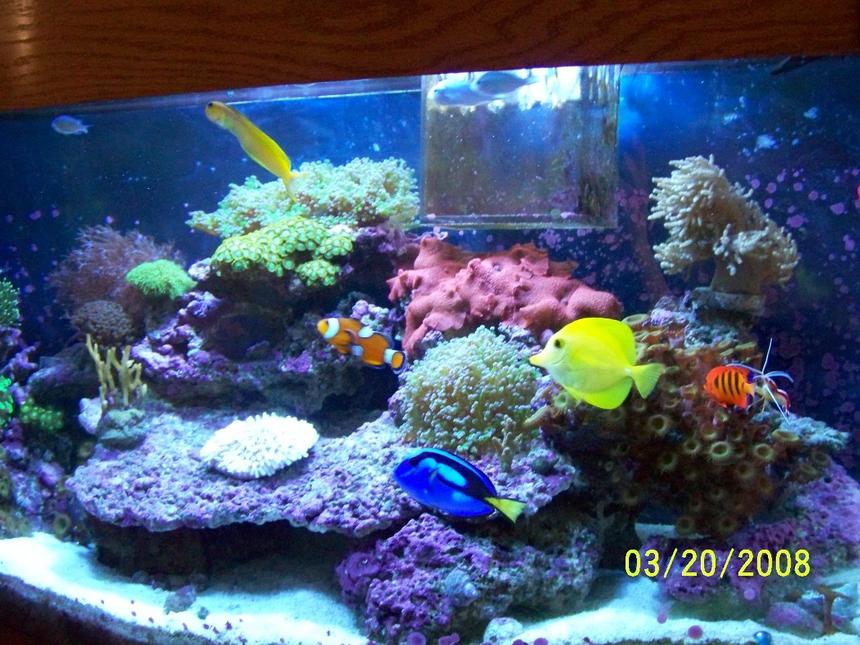 Rated #65: 46 Gallons Reef Tank - my 46 gallon project