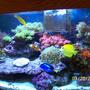 46 gallons reef tank (mostly live coral and fish) - my 46 gallon project