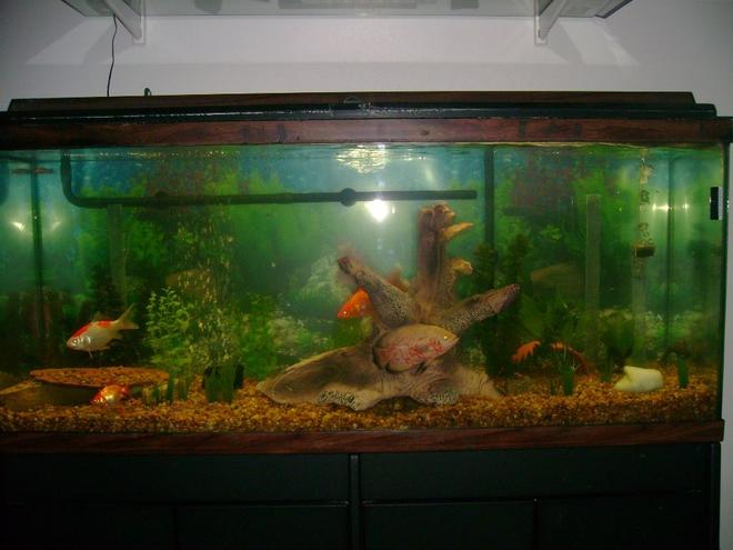 55 gallons freshwater fish tank (mostly fish and non-living decorations) - 55 gal tank