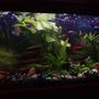 20 gallons planted tank (mostly live plants and fish) - My Community tank