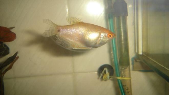 freshwater fish - trichogaster trichopterus - gold gourami stocking in 70 gallons tank - gourami
