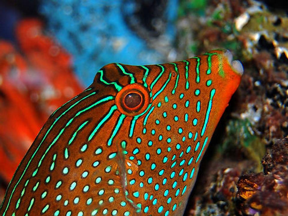 saltwater fish - canthigaster janthinoptera - honeycomb puffer stocking in 135 gallons tank