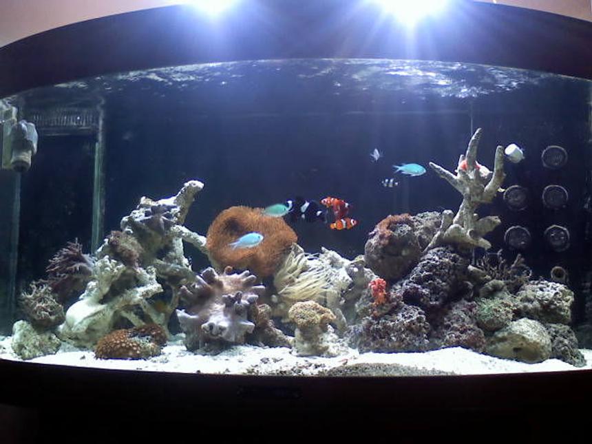 Rated #142: 100 Gallons Reef Tank - coral