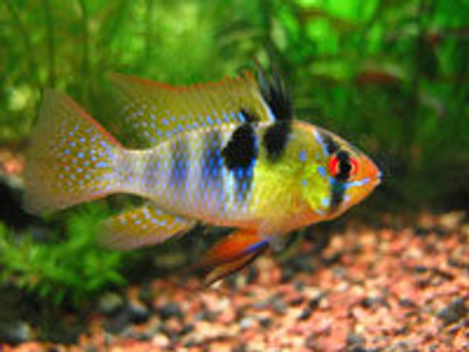 freshwater fish - papiliochromis ramirezi - german blue ram stocking in 10 gallons tank - german ram