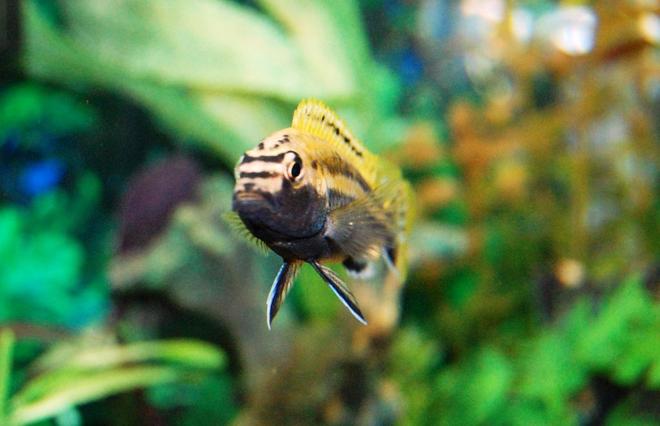 freshwater fish - melanochromis auratus - auratus cichlid stocking in 20 gallons tank - My Auratus Cichlid Changed from female to male over the course of about a month or two.