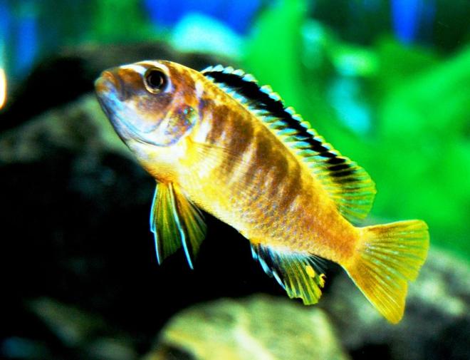 freshwater fish - pseudotropheus crabro - bumblebee cichlid stocking in 20 gallons tank - my cichlid of unknown name? some one please help mme out. NOT A YELLOW LAB