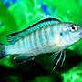 freshwater fish - pseudotropheus socolofi - powder blue cichlid stocking in 20 gallons tank - My Scolofi