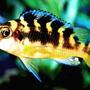 freshwater fish - pseudotropheus crabro - bumblebee cichlid stocking in 20 gallons tank - My Bumblebee Cichlid